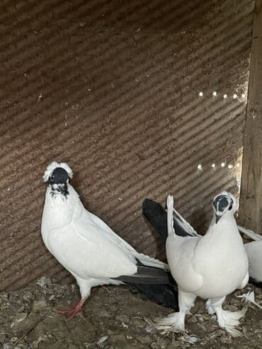 1cüt manax satılır. Bala verən quşlardı. Çılpaq mayadı lələkli erkək