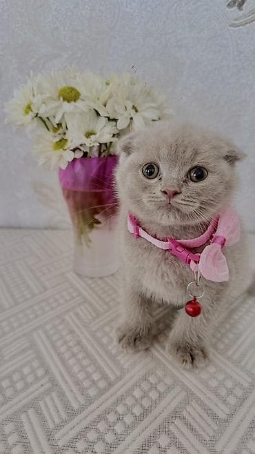 keci balası: Şotland yastı qulaq, Dişi — 1