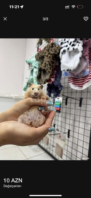 İtlər: Her nov hamsterler yanliz bizde istenileni getiririk elde olan — 1