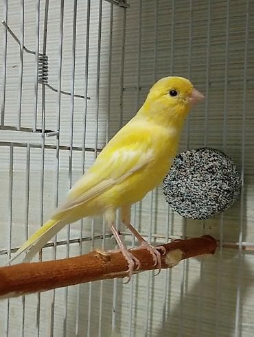 Bülbül 3 ayliq ərkək oxuyur bala quş kimi yanvarin 2 si yumurtadan lalafo.az -da Bülbül 3 ayliq ərkək oxuyur bala quş kimi yanvarin 2 si yumurtadan