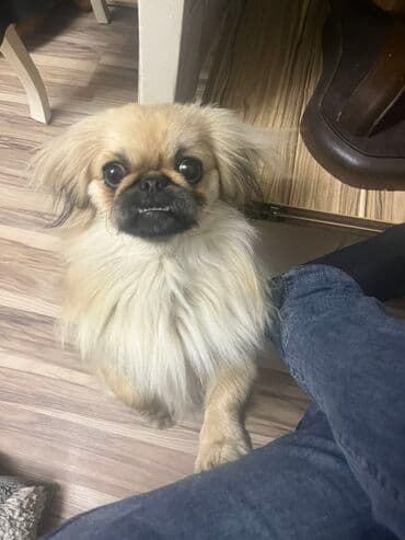 Pekines, 1 il, Dişi