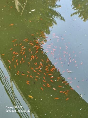 betta balıq: Qızıl balıq, Sülhsevər, Ünvandan götürmə — 1