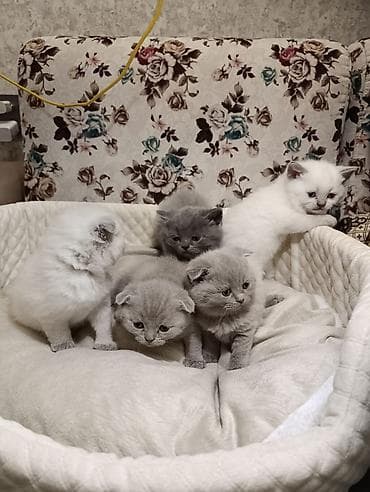 ev itiləri: Şotland, Ödənişli çatdırılma — 2