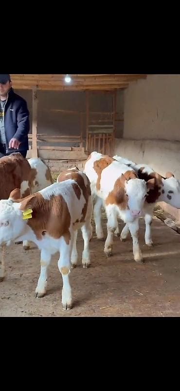 Pişiklər: Simental tipli buzovlar – ət və süd istiqamətli damazlıq potensialı — 7