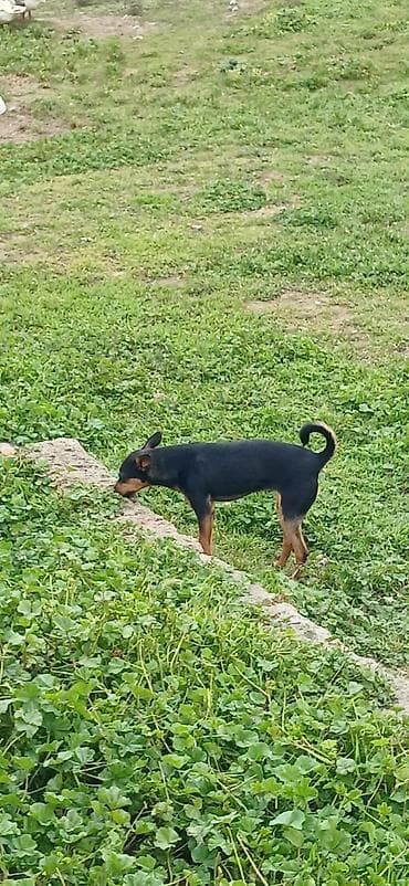 ov iti satilir: Miniatür pinçer, 7 ay, Erkek — 2