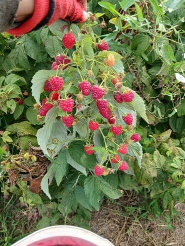 Ağaclar: Moruq (Rubus idaeus) kolu – məhsuldar, iri və şirin meyvəli sort — 1