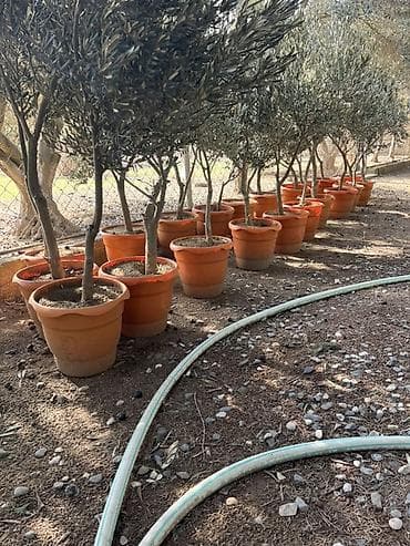 ağaçların dermanlanmasi: Zeytun ağacları – qablarda - Növ: Zeytun (Olea europaea) - Əkin — 1