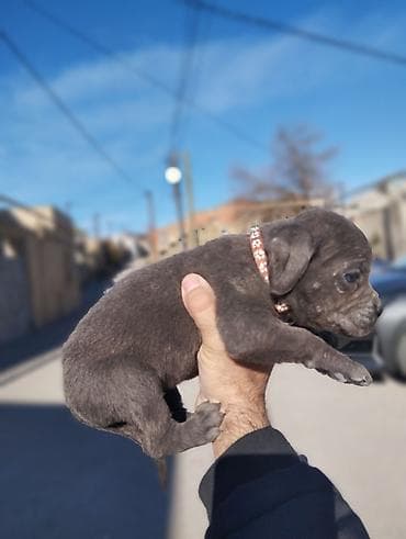 ingilis setteri it cinsinin adı: Kane-Korso, 1 ay, Dişi, Peyvəndli — 5