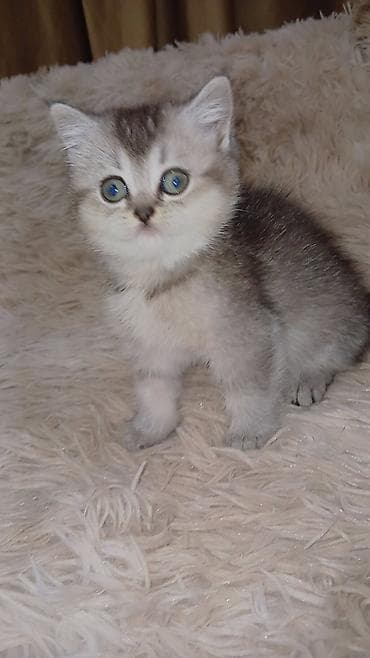 pişik şotlant: Skottiş tipli balaca pişik balaları 050 474 17 19 - Cins: qısa tüklü — 1