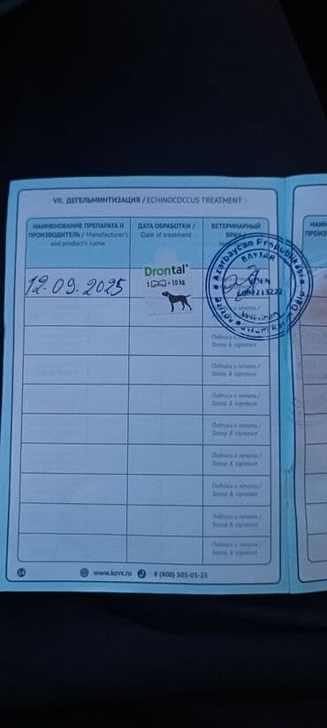 setteri it cinsi: Pudel, Sənədli — 7