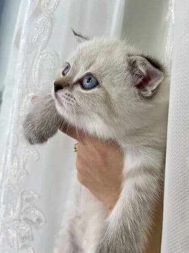 Akvariumlar: Şotland, Erkək, Dişi, Ünvandan götürmə — 7