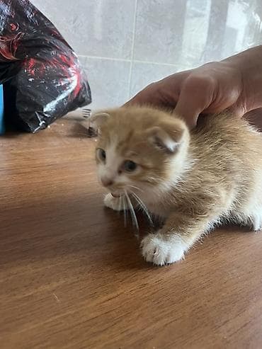 pişik satışı lalafo: Sort pişiydi təzə doğulub baxa bilən şəxslər narahat etsin dişidir — 1