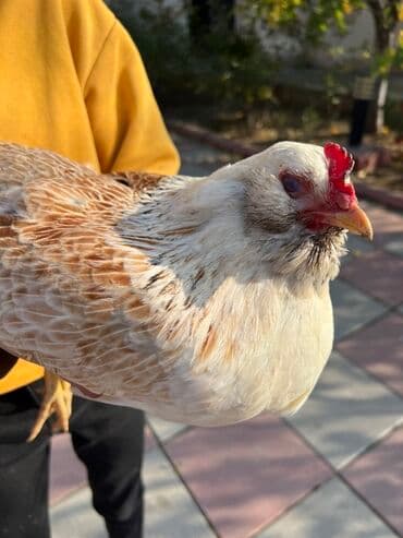 kend teserrufati: Toyuq, Yumurtalıq — 2