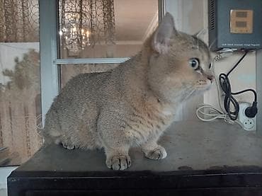 Животные: Манчкин, Самец — 3