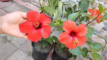 monstera bitkisi: Hibiskus (Çin qızılgülü) saksı bitkisi - Parlaq qırmızı, iri və — 1
