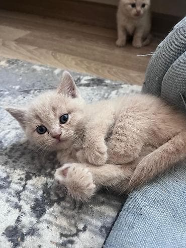 meykun pisik: Britan — 2