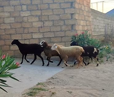 quzu: 4 baş quzu (qoyun) satılır, fərqli rənglərdə. İkisi erkək, ikisi dişi — 4