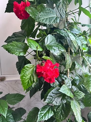 gül hicab instagram: Qırmızı güləbətin (Hibiscus rosa-sinensis) – şlamdan böyüdülmüş — 2