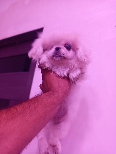 pidbul balasi: Pekines — 1