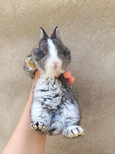 гулдор роза: Salam. Yerli bu ve diger balalar var. Tam ag ve bele bezekliler — 4