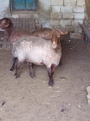 ag at sekilleri: Qoyunlar – 2 baş, qala qoyunları əkiz doğandilar satılır 1ci qarına — 4