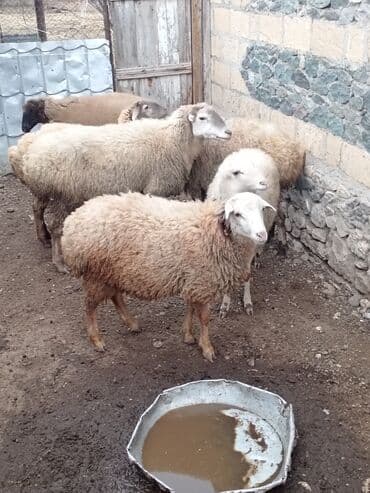 qoyun sortları: Qoyunlar – yerli Salam şəkildə gördüyünüz qoyunlar cəm şəkildə — 5