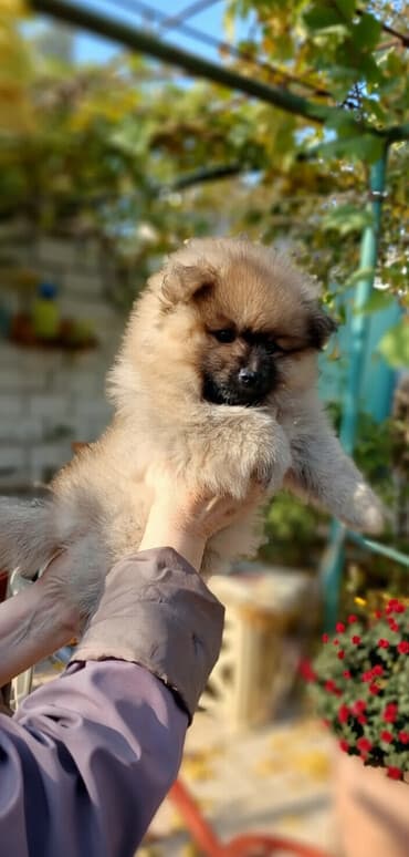 iti qovan: Şpitz, 2 ay, Dişi, Ünvandan götürmə — 4