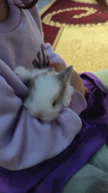 lider toyuq cinsi: Dovsan balalari topdan Ve tek satilir. Yerli ve cins balalar — 9