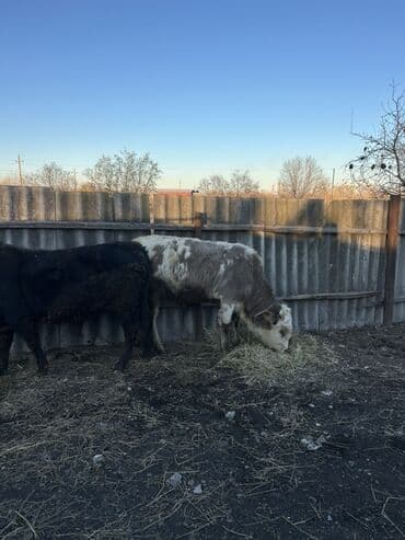 Satılır 2 baş super dana