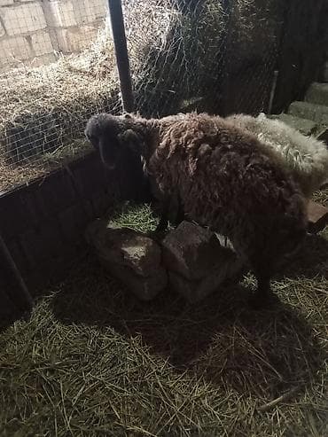 Рогатый скот: Qoyun – qaragül tipli, uzunqulaq, qara rəngli baş və ayaqlar, qalın və — 3