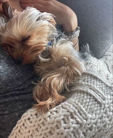 Heyvanlar üçün mallar: Yorkşir teryer, 10 ay, Erkek, Peyvəndli, Ödənişli çatdırılma — 7