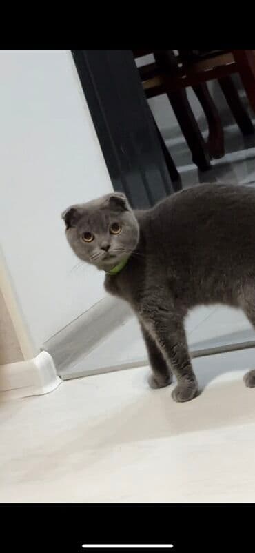 Şotland yastı qulaq, Dişi, Ünvandan götürmə