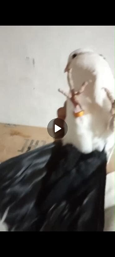 karella qus: Salam tam sağlam abrezlerdi Berk gözleri uçub oynamaqlari var. Hazr — 4