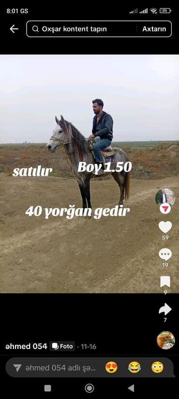 Gəmiricilər: Iksidə minik atıdı iksinində yorqası var normal - Rəng: qəhvəyi — 3