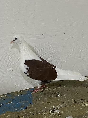 отдам в добрые руки: Qirmizi Çep Maya>>> Budu Qirmizi Tam sağlam uçuş olan — 1