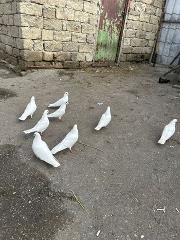 Akvariumlar: Salam temz 12 tuklerdi cut olanlarda var bazardaki 3 4 manatlg — 3