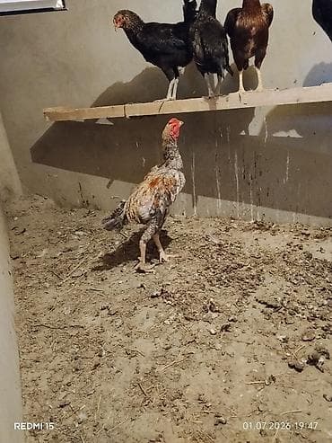 heyrati becesi: Heyrati Pleymut Yumurta satilir Shamo qarisigi ata Shamo Ana Brazilya — 4