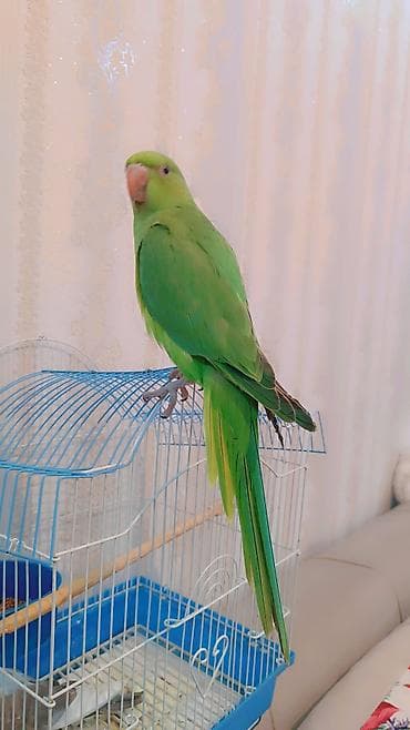 neon balığı: 2 ayliq erkek bala əldə bəslənib, barter yoxdur — 4