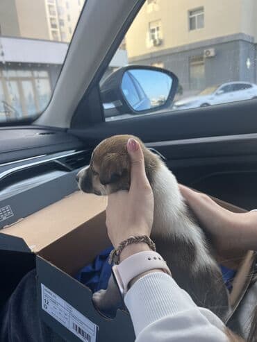 ev iti balaca: Спасли собаку с улицы месяц назад. Собака очень веселая, подвижная — 7