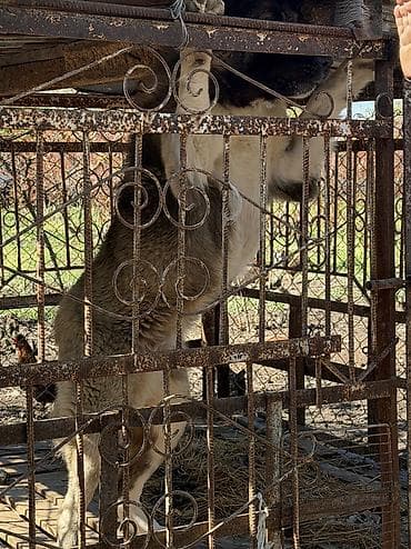 afcarka balalari satilir: 🐕 Təcili Satılır — Qafqaz çoban iti İri cüssəli, sağlam və güclü — 5