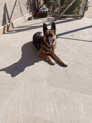 alman coban iti: Alman çoban iti, 2 il, Dişi, Ödənişli çatdırılma — 2