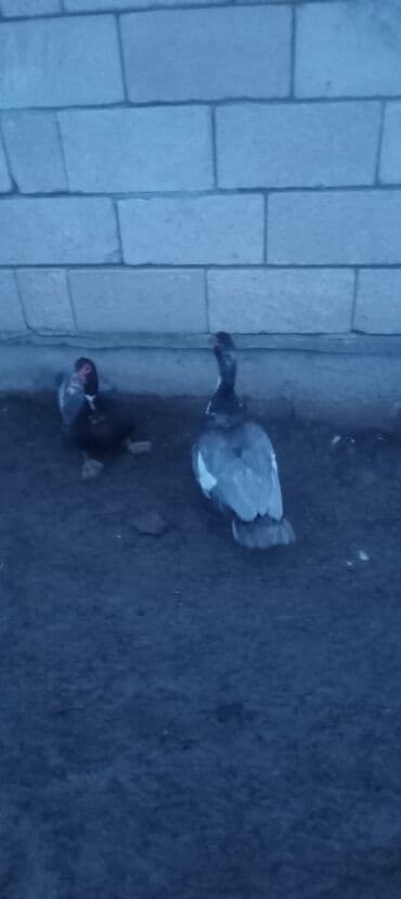 it satilir ucuz: Lavanda və kuban hind ördəyləri.(lavanda)dişilər 30 manat erkək kuban — 3