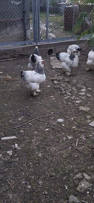 qus yuvasi satisi: Layt brama yumurtası mayalı — 2