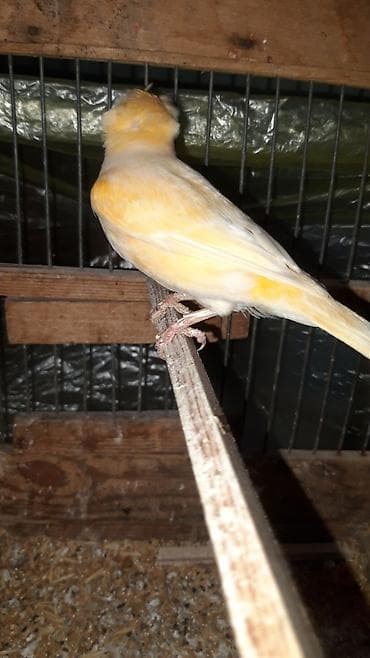 qus iran: Cute hazir qizqin mayadi bidefe bala alinib erkey ucubdu tekti deye — 8