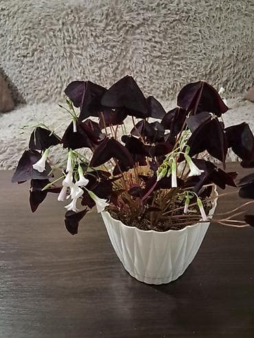 dibçək güllərinin satışı: Ev dibçəyi 100 man — 4