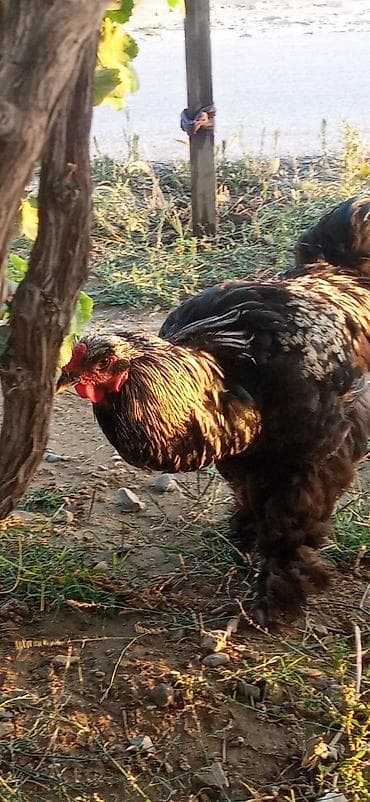 bramo xoruzu: Məhsul: Cins xoruz - Cins: Brahma tipli (lələkli pəncələr, iri gövdə — 7