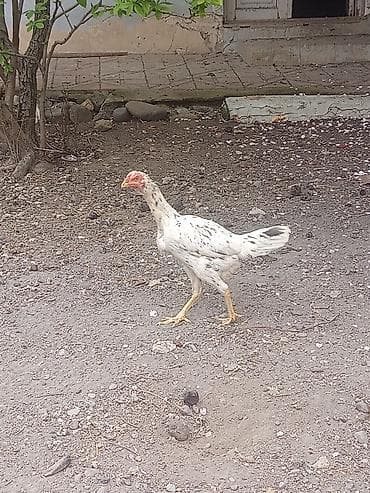 broyler cücəsi: Toyuq cücələri, Damazlıq — 2