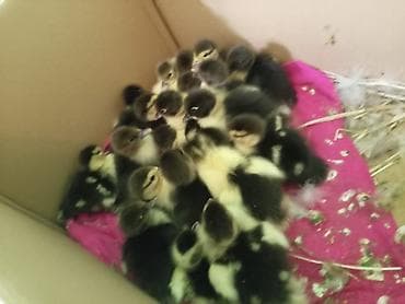 Muscovy ördək balaları (indoutka) – təzə çıxmış civcivlər - Rəng