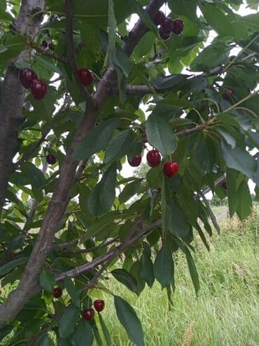 Букетные цветы: Məhsul: Gilas bağı (fidan/bağ sahəsi)salam Qusarin Qoxuroba kendinde — 5