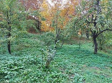 daşınmaz əmlakın satışı: 50 sot, Tikinti, Mülkiyyətçi — 7